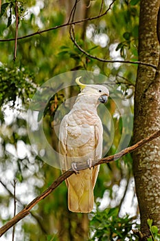 Feeding parrots in the forest at Kallista Dandenong Ranges