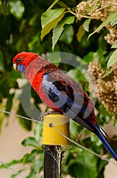 Feeding parrots in the forest at Kallista Dandenong Ranges