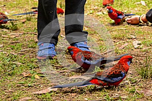 Feeding parrots in the forest at Kallista Dandenong Ranges