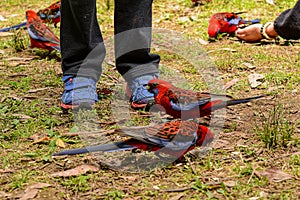 Feeding parrots in the forest at Kallista Dandenong Ranges