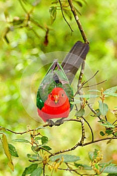 Feeding parrots in the forest at Kallista Dandenong Ranges