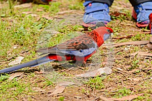 Feeding parrots in the forest at Kallista Dandenong Ranges