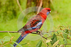 Feeding parrots in the forest at Kallista Dandenong Ranges