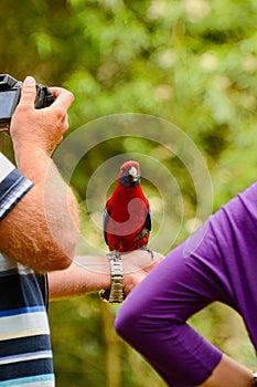 Feeding parrots in the forest at Kallista Dandenong Ranges