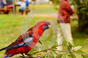 Feeding parrots in the forest at Kallista Dandenong Ranges