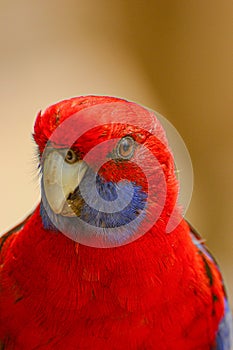 Feeding parrots in the forest at Kallista Dandenong Ranges