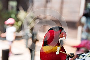 Feeding parrots at Gan Garoo