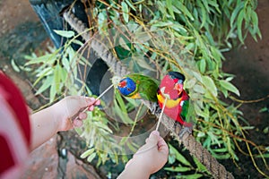 Feeding parrots at Gan Garoo