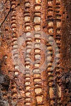 Feeding Pattern of a Red-Breasted Sapsucker