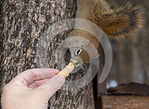 Feeding a peanut to a small red squirrel by hand