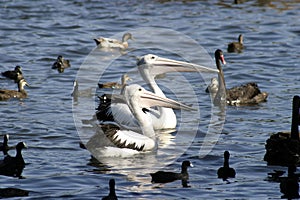 Feeding the Pelicans