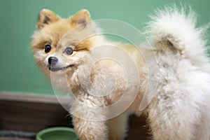 Feeding of pet, beautiful little breed, small puppy Pomeranian Spitz dog. Healthy doggy is looking at bowl with food, dry feed and