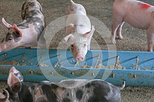 Feeding pig in farm