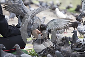 Feeding pigeon