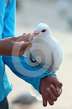 Feeding pigeon