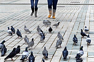 Feeding pigeon birds fun