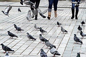 Feeding pigeon birds fun