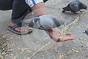 Feeding pigeon