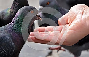 Feeding pigeons from hand