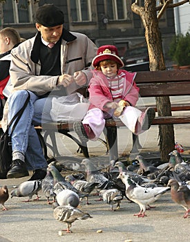 Feeding pigeons