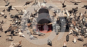 Feeding the pigeons. Elderly woman feeding pigeons on the street. Old lonely woman feeding birds in the center of the