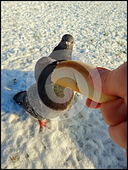 Feeding pigeons from hand 1