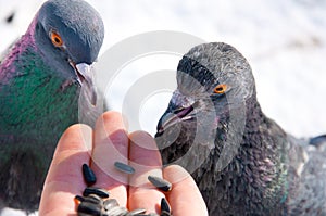 Feeding pigeons from hand