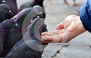 Feeding pigeons from hand