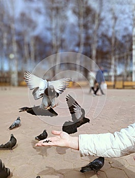 Feeding pigeons from hand in the park in summer..