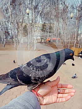 Feeding pigeons from hand in the park in summer..