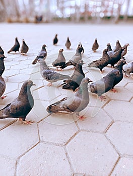 Feeding pigeons from hand in the park in summer..