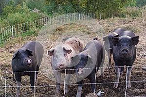 Feeding the Pigs