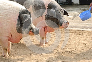 Feeding pigs in the farm