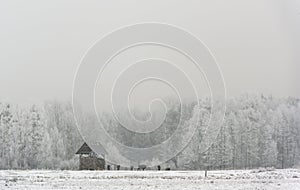 Feeding Place of European Bison