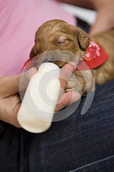 Feeding puppie