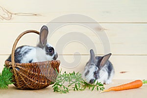 Feeding the rabbit. two little baby rabbit eating fresh vegetables, carrots in basket on wooden background. eating a pet with a ba