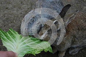 Feeding the rabbits in Okunoshima, Japan