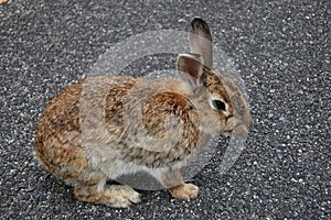 Feeding the rabbits in Okunoshima, Japan