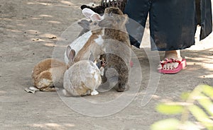 Feeding rabbits at a pet zoo