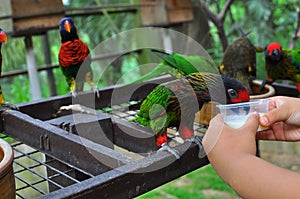 Feeding a rainbow lorikeet with milk