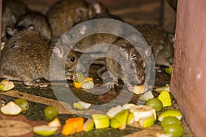 Feeding rats in Karni Mata temple