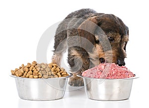 Feeding raw or kibble