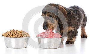 Feeding raw or kibble