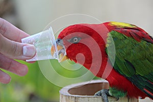 Feeding a red parrot in honey water