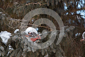 A feeding red Pine Grosbeak