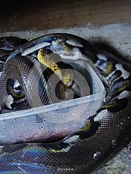 Feeding reticulatus phyton unknown morph