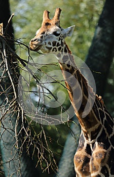 Feeding Rothschild`s Giraffe at Chester Zoo