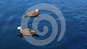 Feeding ruddy shelducks in pond