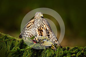 Feeding scene with bird and catch. Goshawk on the tree. Hawk from Czech Reublic. Wildlife scene from nature. Bird behaviour. Bird photo