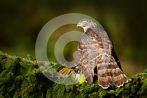 Feeding scene with bird and catch. Goshawk on the tree. Hawk from Czech Reublic. Wildlife scene from nature. Bird behaviour. Bird